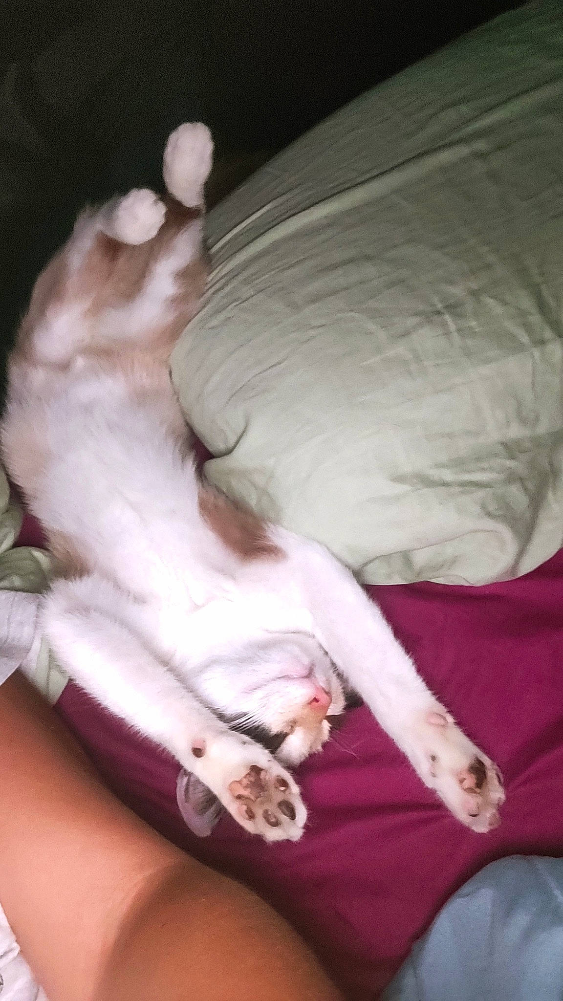 Ouma participe au concours pour gagner de l'argent avec cette photo : bed, canidae, carnivore, claw, comfort, companion_dog, dog, dog_breed, fawn, felidae, foot, fur, human_leg, paw, small_to_medium_sized_cats, snout, sporting_group, tail, terrestrial_animal, whiskers