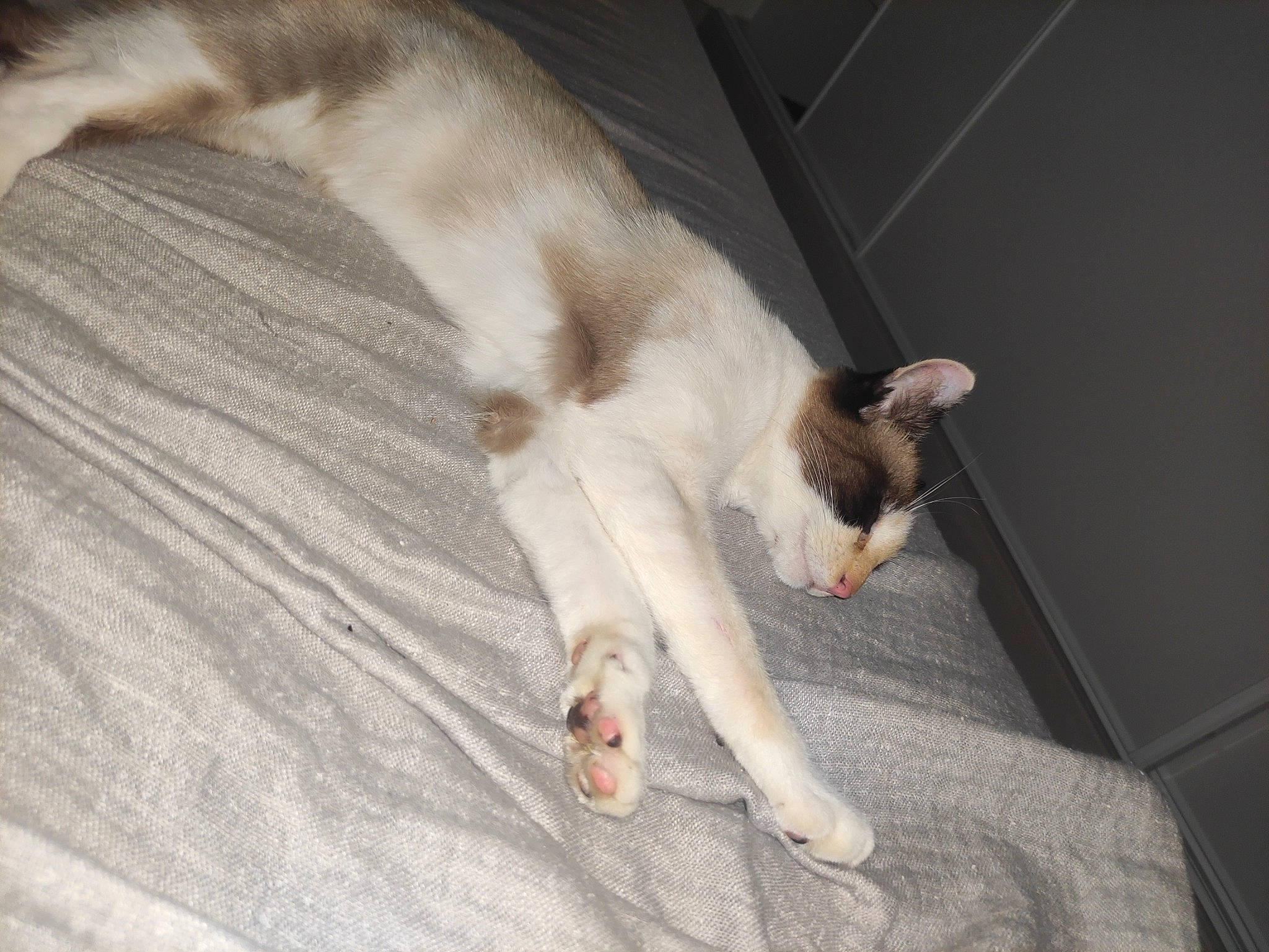 Ouma participe au concours pour gagner de l'argent avec cette photo : canidae, carnivore, cat, comfort, companion_dog, dog_breed, domestic_short_haired_cat, fawn, felidae, flooring, fur, hardwood, nap, paw, small_to_medium_sized_cats, snout, sporting_group, tail, whiskers, wood