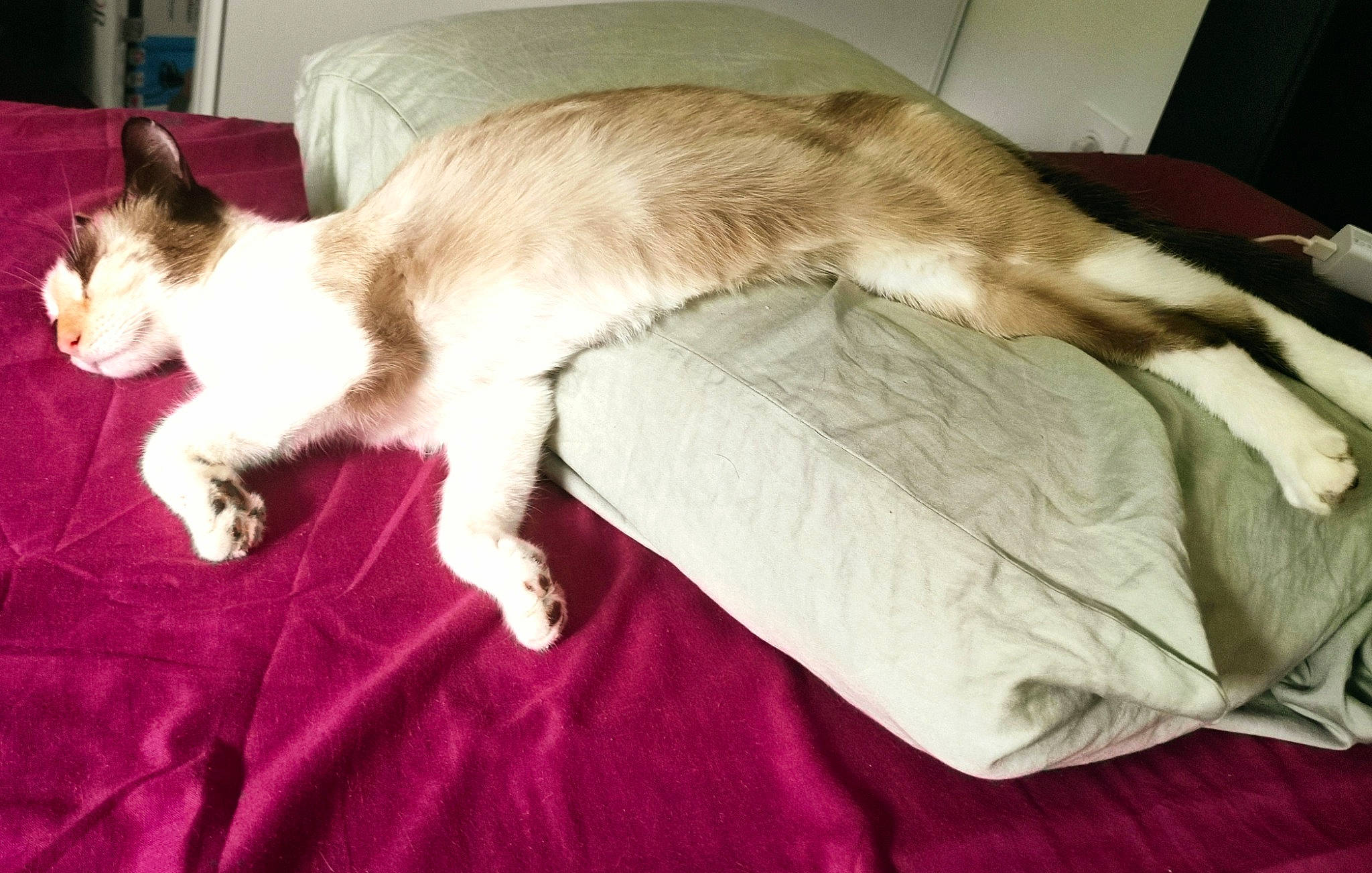 Ouma participe au concours pour gagner de l'argent avec cette photo : balinese, bed, carnivore, cat, claw, comfort, companion_dog, domestic_short_haired_cat, fawn, felidae, foot, fur, linens, nap, paw, small_to_medium_sized_cats, snout, tail, thai, whiskers