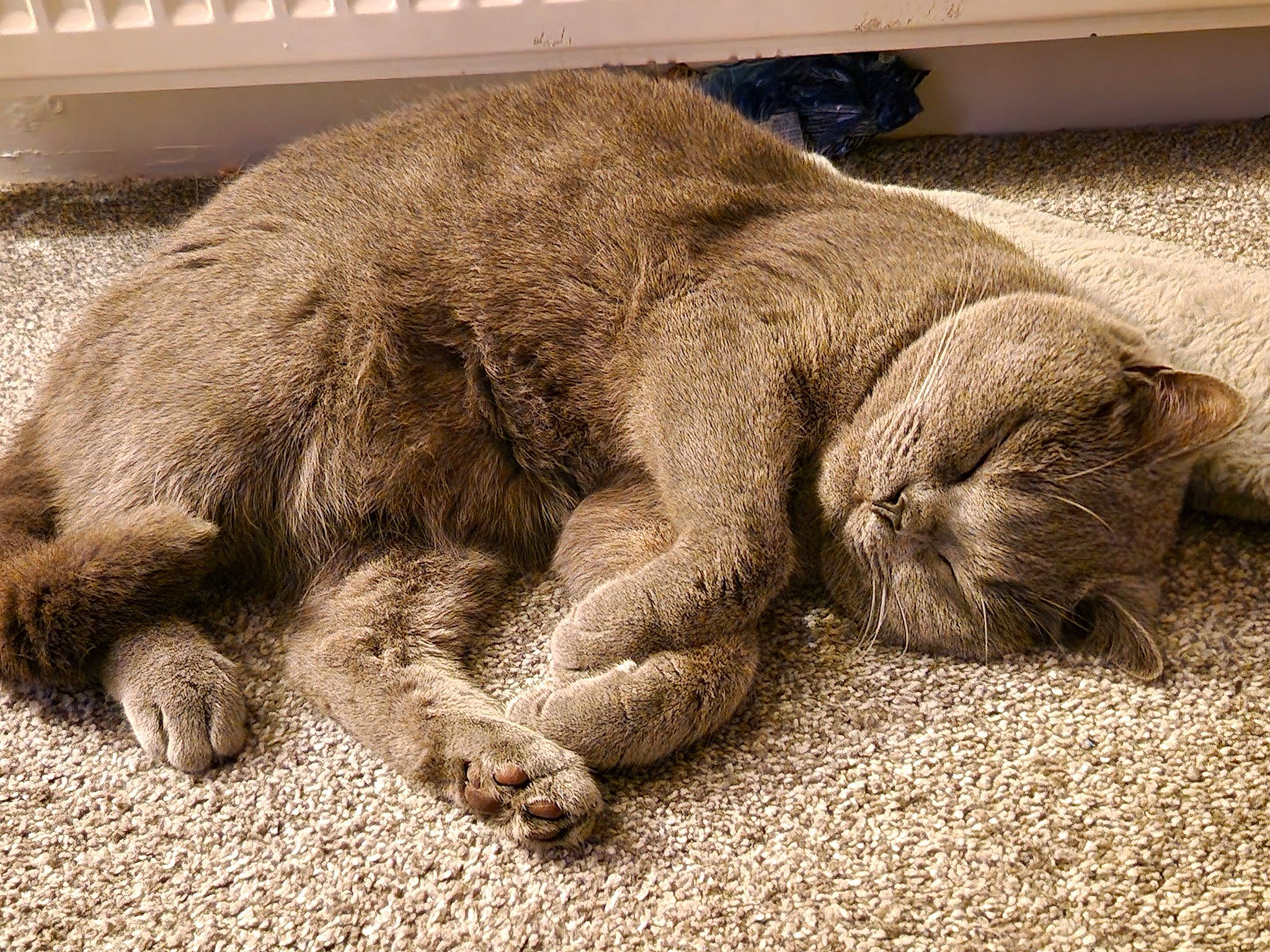 Fang joined the competition — help win amazing prizes! claw, comfort, domestic_short_haired_cat, fawn, felidae, foot, fur, human_leg, paw, small_to_medium_sized_cats, snout, soil, sporting_group, tail, terrestrial_animal, vertebrate, whiskers, wildlife, wood, wrinkle