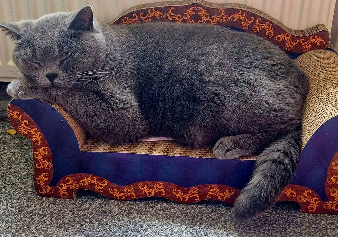 Fang is registered to the contest to win money with this photo: carnivore, cat, cat_supply, comfort, domestic_short_haired_cat, electric_blue, felidae, fur, grey, rectangle, russian_blue, small_to_medium_sized_cats, tail, terrestrial_animal, whiskers