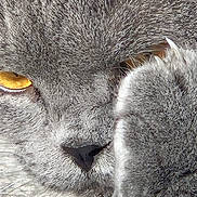 Fang joined the competition — help win amazing prizes! cat, close_up, fur, paw, whiskers, eye, yellow_eye, nose, portrait, sleepy, gray, pet, domestic_cat, feline, macro, texture, soft, indoor, carpet, relaxed