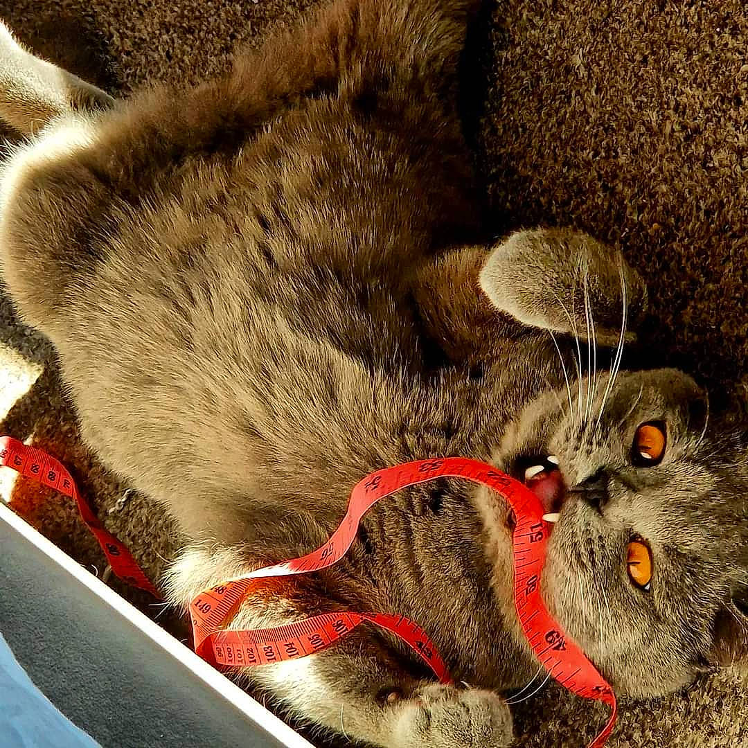 Fang joined the competition — help win amazing prizes! black_cat, carmine, carnivore, cat, claw, comfort, domestic_short_haired_cat, fawn, felidae, foot, fur, human_leg, organism, paw, small_to_medium_sized_cats, snout, tail, terrestrial_animal, whiskers, wildlife