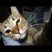 Buggs is registered to the contest to win money with this photo: animal, cat, cat_tree, close_up, cozy, curious, ears, face, feline, fur, indoor, looking, nose, paw, pet, portrait, resting, soft, tabby, whiskers