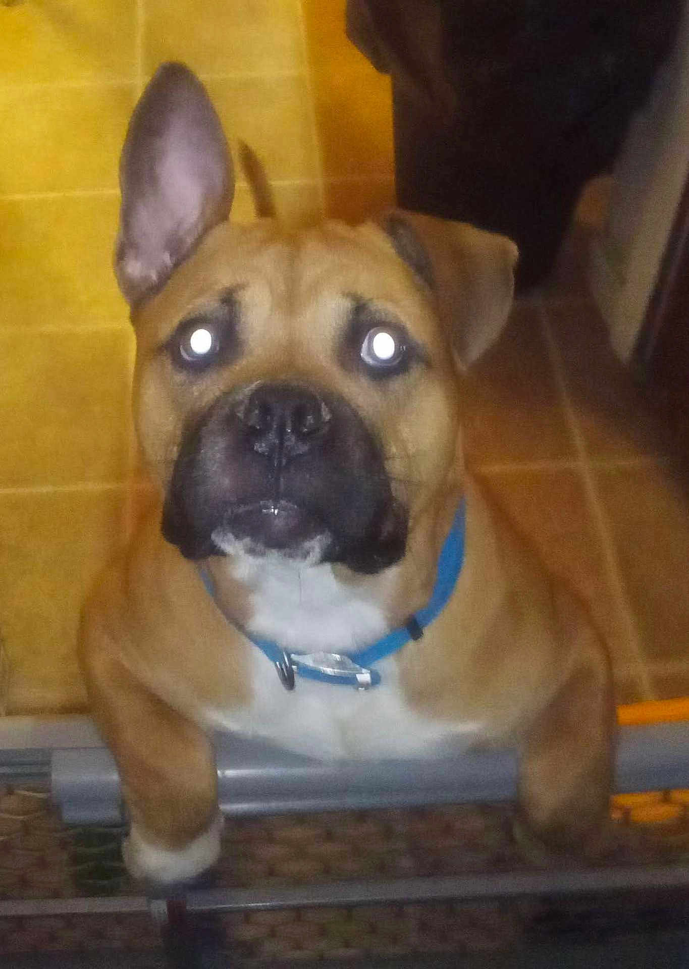 Odin is registered to the contest to win money with this photo: dog, brown_dog, pet, indoor, tile_floor, gate, curious, close_up, collar, animal, domestic_animal, one_ear_up, one_ear_down, looking, face, snout, paw, fence, household, companion