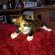 Little Briwnie is registered to the contest to win money with this photo: animal, appliances, blanket, blue_eyes, calico, cat, cozy, curious, domestic, feline, fur, home, indoor, kitchen, kitten, paws, pet, red, small, young