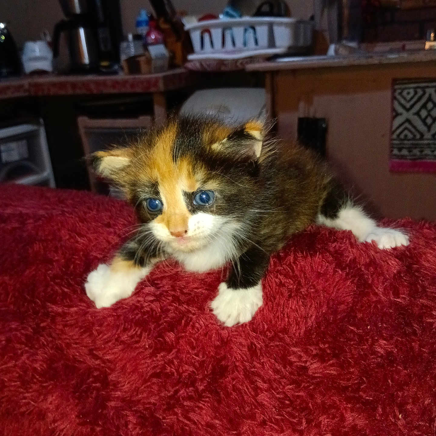 Little Briwnie is registered to the contest to win money with this photo: animal, appliances, blanket, blue_eyes, calico, cat, cozy, curious, domestic, feline, fur, home, indoor, kitchen, kitten, paws, pet, red, small, young