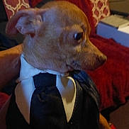 Rowdy is registered to the contest to win money with this photo: dog, pet, animal, canine, profile, portrait, costume, suit, tie, dressed_up, formalwear, brown_dog, short_hair, sitting, indoors, couch, cushion, red_background, cozy, funny