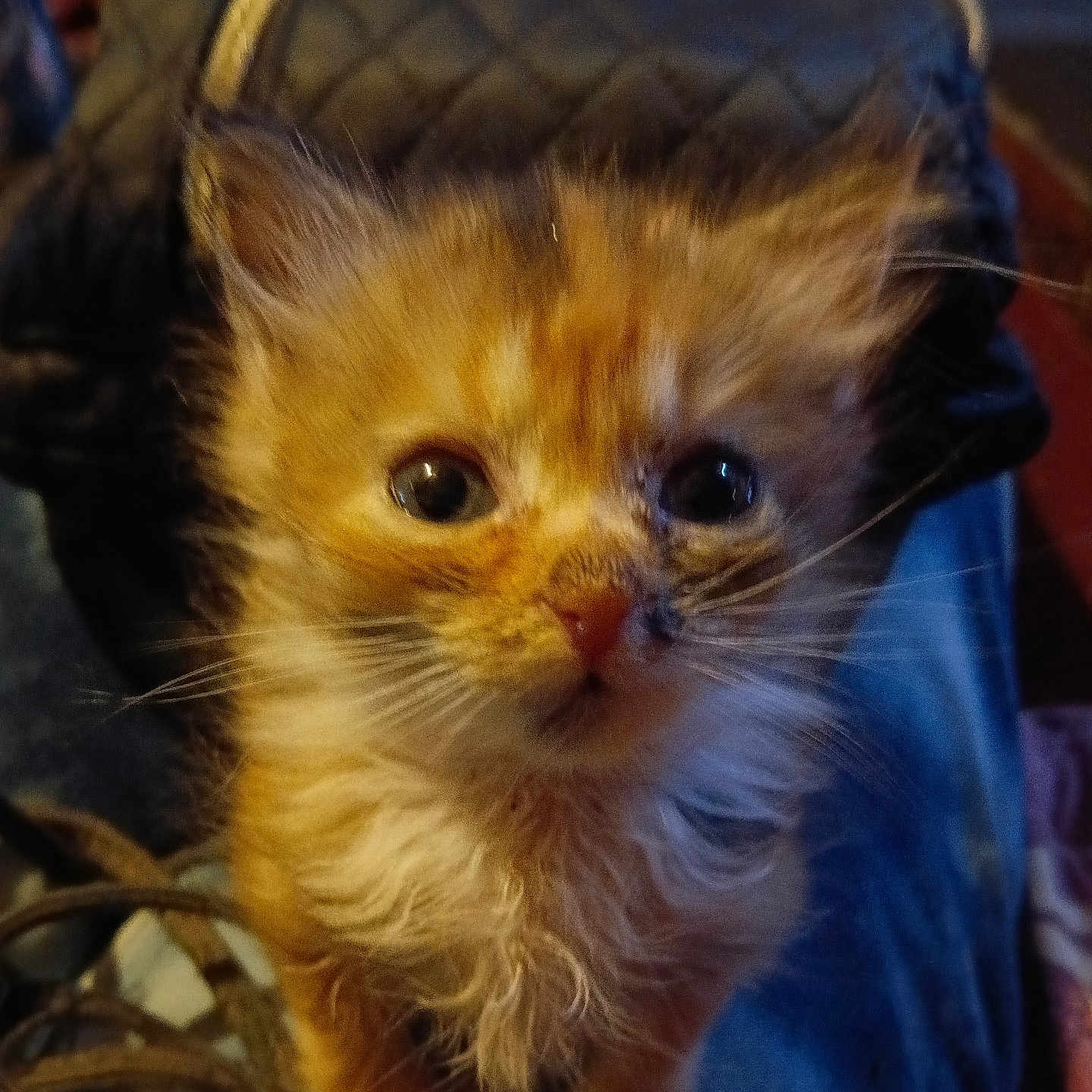 Bigfoot joined the competition — help win amazing prizes! adorable, animal, blanket, cat, close_up, cozy, curious, ears, eyes, feline, fluffy, fur, indoor, kitten, long_hair, nose, orange_cat, pet, portrait, whiskers