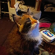 Little Brownie joined the competition — help win amazing prizes! animal, black_fur, blanket, blue_eyes, brown_fur, calico, cat, close_up, fluffy, household_items, indoors, kitten, long_hair, orange_fur, pet, portrait, shelf, sitting, whiskers, white_paw