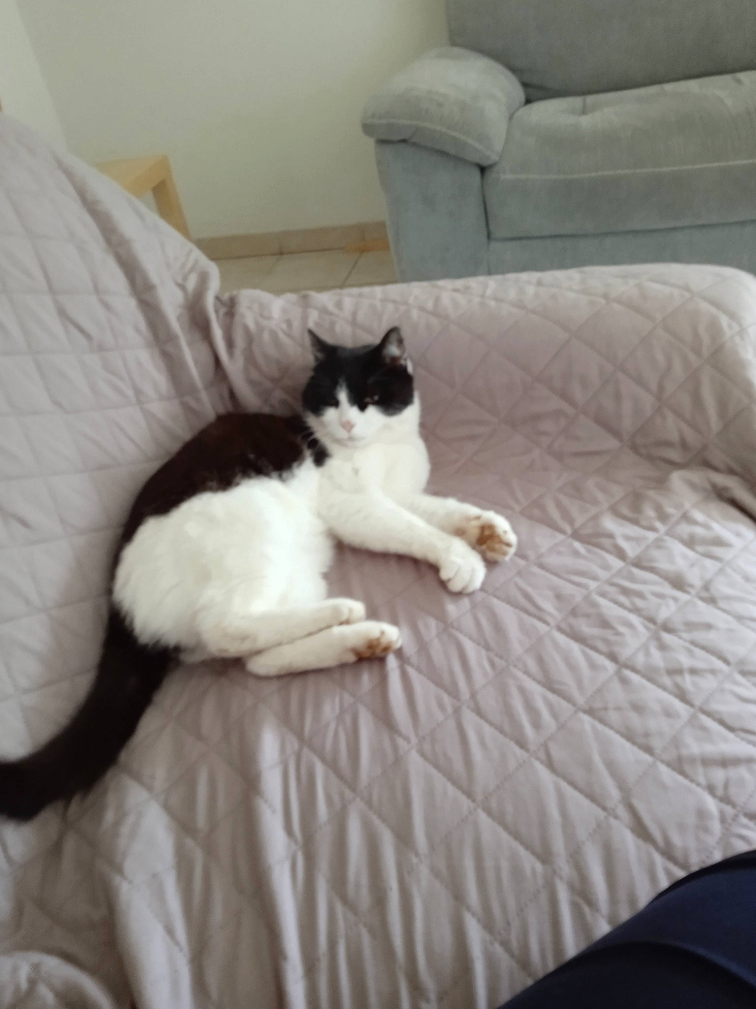 Princesse participe au concours pour gagner de l&#x27;argent avec cette photo : bed, bedding, carnivore, cat, comfort, couch, domestic_short_haired_cat, felidae, flooring, fur, furniture, grey, hardwood, human_leg, linens, room, small_to_medium_sized_cats, tail, whiskers, wood