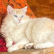 Sky joined the competition — help win amazing prizes! cat, fluffy, blue_eyes, cream_color, lounging, wooden_surface, orange_blanket, red_cloth, indoor, pet, relaxed, feline, cozy, fur, animal, mammal, resting, cute, domestic_cat, closeup