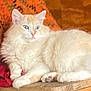 cat, fluffy, blue_eyes, cream_color, lounging, wooden_surface, orange_blanket, red_cloth, indoor, pet, relaxed, feline, cozy, fur, animal, mammal, resting, cute, domestic_cat, closeup
