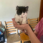 Moomoo joined the competition — help win amazing prizes! animal, architecture, building, cat, chair, diningroom, diningtable, face, furniture, head, indoors, kitten, person, pet, photography, plywood, portrait, room, table, wood