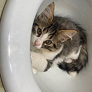 Lil Sammie joined the competition — help win amazing prizes! abyssinian, animal, art, bathing, bathroom, bathtub, cat, indoors, kitten, machine, manx, person, pet, porcelain, pottery, room, sink, spoke, toilet, tub