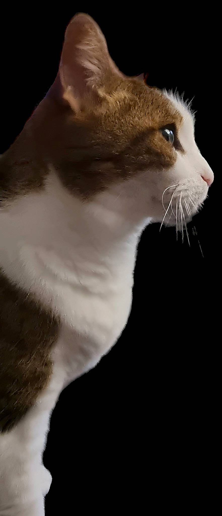 Mila a rejoint le concours — aidez-le/la à gagner de superbes lots ! carnivore, cat, darkness, domestic_short_haired_cat, ear, felidae, fur, grass, monochrome_photography, plant, small_to_medium_sized_cats, snout, tail, terrestrial_animal, whiskers, wildlife, window