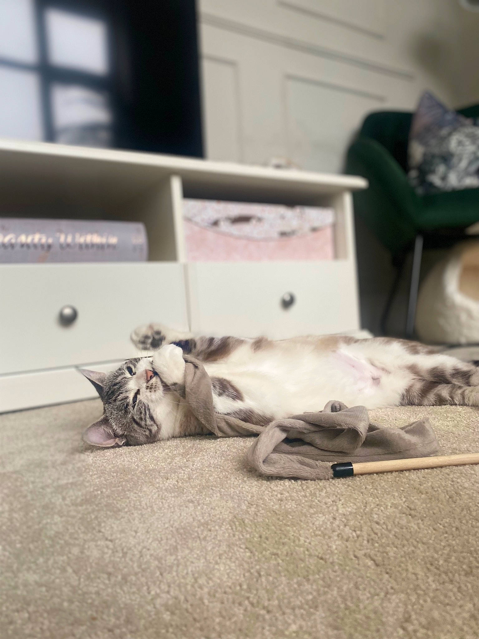 Lily joined the competition — help win amazing prizes! art, bed_sheet, bedding, bedroom, comfort, felidae, flooring, font, fur, grey, hardwood, linens, monochrome, monochrome_photography, office_supplies, paper, room, sitting, small_to_medium_sized_cats, wood