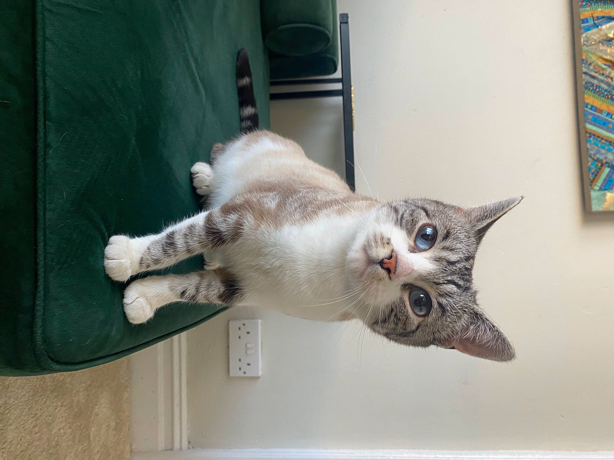 Lily is registered to the contest to win money with this photo: art, carnivore, cat, domestic_short_haired_cat, fawn, felidae, fur, jaw, paw, picture_frame, room, small_to_medium_sized_cats, snout, tail, whiskers, wood