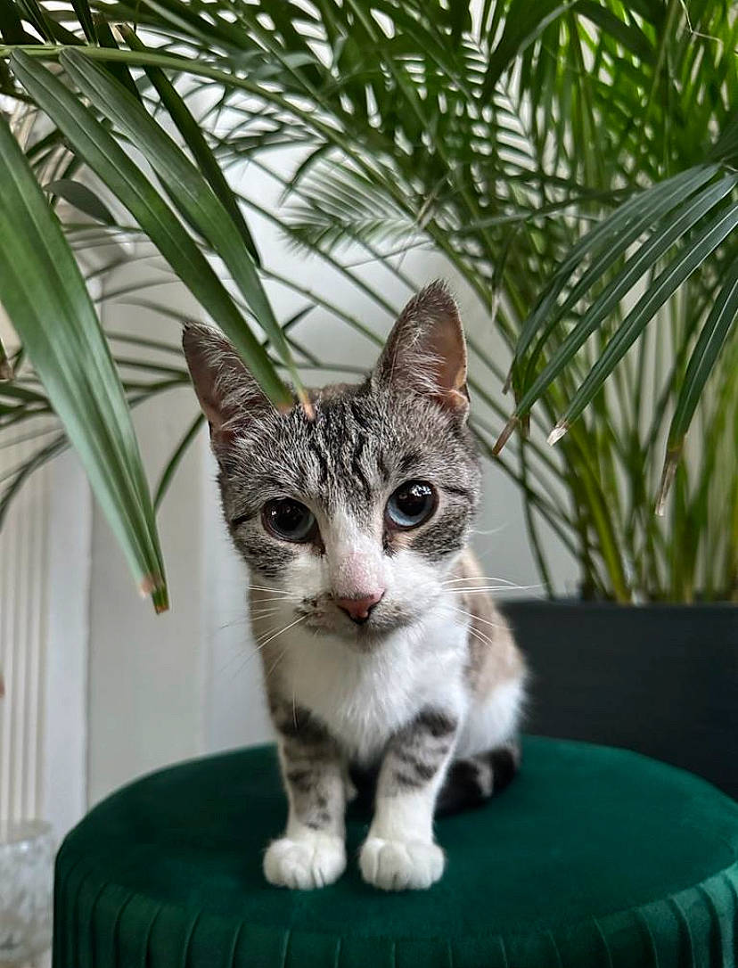 Lily is registered to the contest to win money with this photo: arecales, carnivore, cat, conifer, domestic_short_haired_cat, felidae, fur, grass, green, houseplant, paw, plant, sitting, small_to_medium_sized_cats, tail, terrestrial_plant, tree, twig, whiskers, wildlife