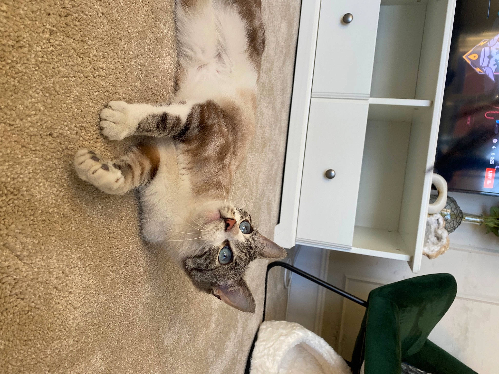 Lily is registered to the contest to win money with this photo: canidae, carnivore, cat, chair, claw, comfort, companion_dog, dog_breed, domestic_short_haired_cat, fawn, felidae, fur, paw, plant, small_to_medium_sized_cats, sporting_group, tail, vehicle_door, whiskers, wood