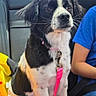 Swayze is registered to the contest to win money with this photo: dog, black_and_white, leash, pink_leash, car_seat, car_interior, person, blue_shirt, denim_shorts, window, sky, seatbelt, pet, sitting, animal, fur, collar, restraint, domestic_animal, companion