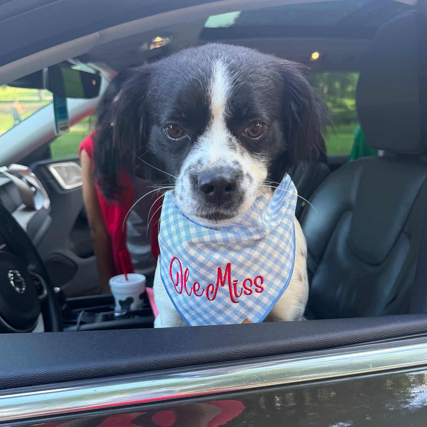 Swayze joined the competition — help win amazing prizes! dog, bandana, car, window, black_and_white, pet, animal, inside, seat, driver_seat, clothing, curious, close_up, portrait, daylight, outdoor, person, red_shirt, reflection, accessory
