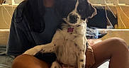 Swayze joined the competition — help win amazing prizes! woman, dog, smile, indoor, curtains, cross_legged, pet, happy, casual_clothing, black_and_white_dog, seated, home, floor, natural_light, relaxed, companion, cute, friendly, portrait, domestic