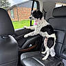 Swayze joined the competition — help win amazing prizes! dog, black_and_white, car_interior, backseat, leather_seat, window, collar, suburban_house, grass, cloudy_sky, pet, curious, canine, vehicle, seatbelt, door_panel, headrest, side_window, domestic_animal, outdoor_view