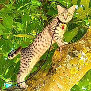 Babi a rejoint le concours — aidez-le/la à gagner de superbes lots ! cat, spotted_cat, tree, branch, leaves, greenery, collar, leash, outdoor, nature, animal, pet, wildlife, yellow_eyes, fur, mammal, climbing, daylight, closeup, alert