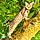 Babi