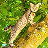 cat, spotted_cat, tree, branch, leaves, greenery, collar, leash, outdoor, nature, animal, pet, wildlife, yellow_eyes, fur, mammal, climbing, daylight, closeup, alert