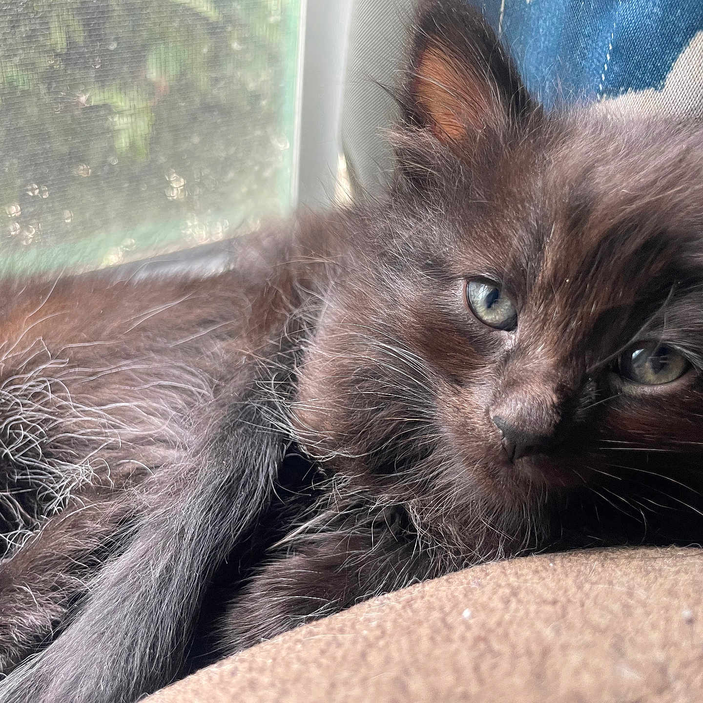 Nova