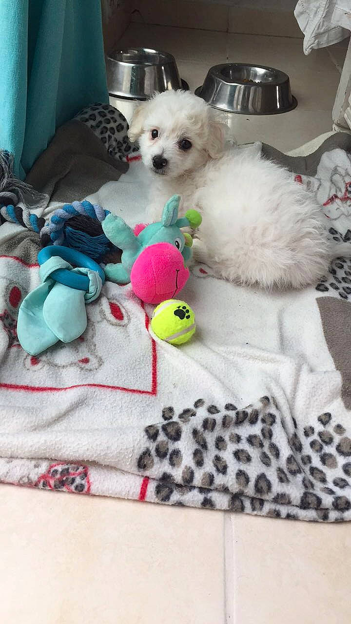 Dream participe au concours pour gagner de l'argent avec cette photo : carnivore, companion_dog, dog, dog_breed, dog_clothes, dog_supply, fur, green, linens, pattern, pet_supply, product, room, sporting_group, stuffed_toy, textile, toy, toy_dog, white, working_animal