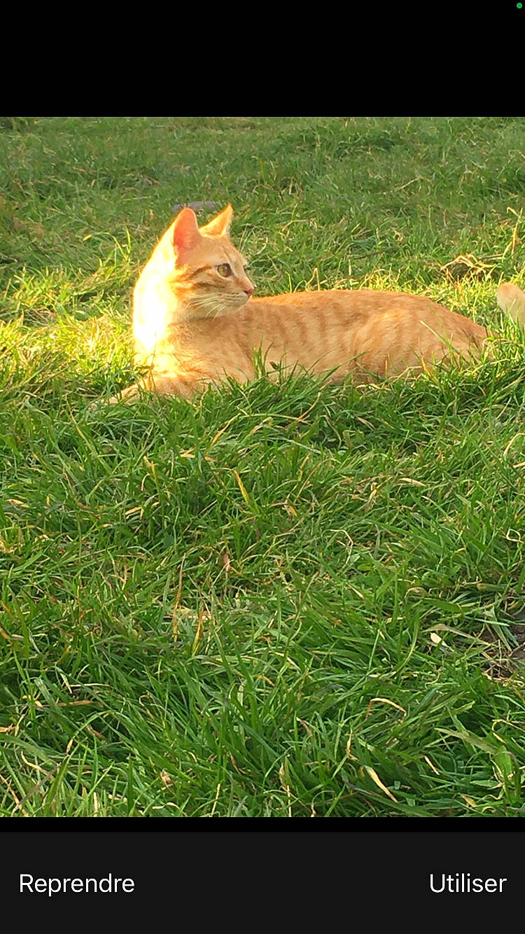 Babou participe au concours pour gagner de l'argent avec cette photo : adaptation, carnivore, cat, eye, fawn, felidae, grass, grass_family, grassland, groundcover, heat, lawn, people_in_nature, plant, small_to_medium_sized_cats, tail, tints_and_shades, tree, whiskers, wood