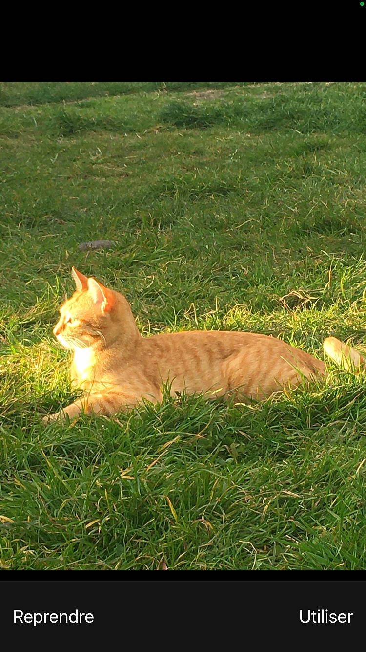 Babou a rejoint le concours — aidez-le/la à gagner de superbes lots ! canidae, carnivore, cat, domestic_short_haired_cat, eye, fawn, felidae, fur, grass, lawn, paw, plant, small_to_medium_sized_cats, tail, terrestrial_animal, tints_and_shades, tree, whiskers, wildlife, wood