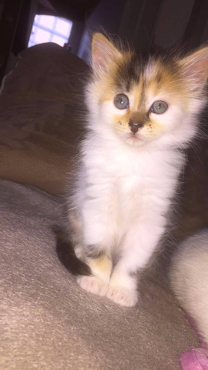 Emma a rejoint le concours — aidez-le/la à gagner de superbes lots ! carnivore, cat, claw, domestic_short_haired_cat, fawn, felidae, flooring, fur, paw, small_to_medium_sized_cats, snout, tail, whiskers, wood