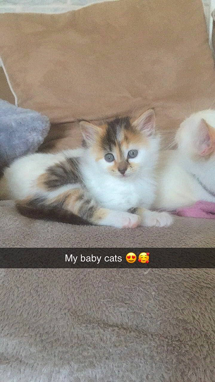 Emma a rejoint le concours — aidez-le/la à gagner de superbes lots ! box, carnivore, cat, cat_supply, claw, comfort, domestic_short_haired_cat, fawn, felidae, fur, paw, photo_caption, small_to_medium_sized_cats, snout, tail, whiskers