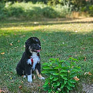 Api a rejoint le concours — aidez-le/la à gagner de superbes lots ! adorable, animal, canine, dog, fur, grass, greenery, happy, leafy_bush, nature, outdoor, park, pet, playful, puppy, red_harness, sitting, summer, sunlight, young_dog