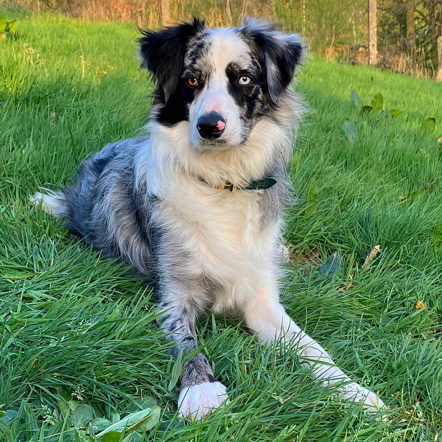 Shelby participe au concours pour gagner de l'argent avec cette photo : animal, ball, canine, dog, field, football, grass, grassland, green, herbal, herbs, lawn, nature, outdoors, pet, plant, puppy, tree, vegetation, yard
