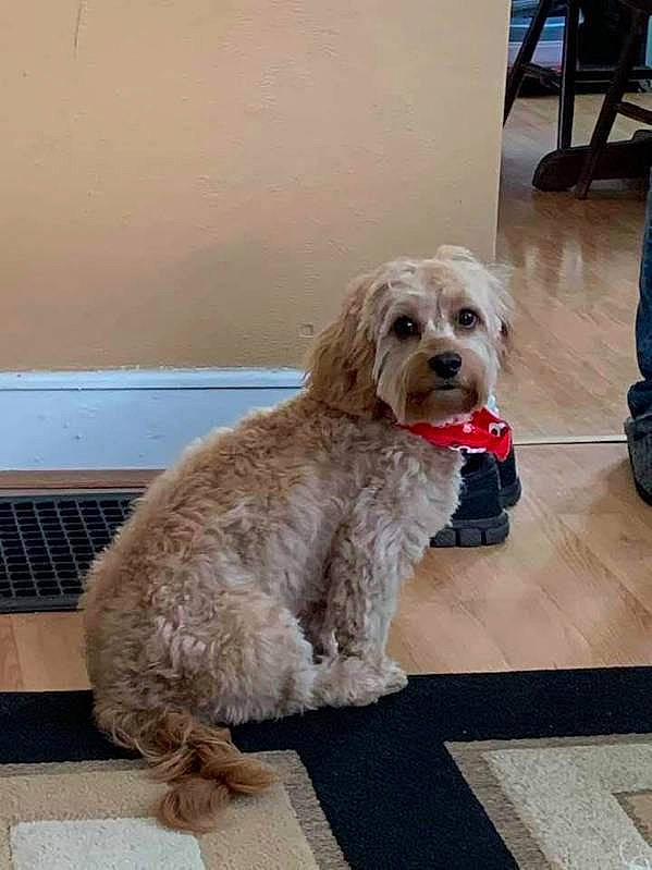 Cappy joined the competition — help win amazing prizes! canidae, carnivore, companion_dog, dog, dog_breed, dog_collar, dog_supply, floor, flooring, fur, labradoodle, laptop, non_sporting_group, poodle_crossbreed, small_terrier, snout, terrier, toy_dog, water_dog, working_animal