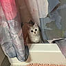 cat, kitten, animal, pet, feline, face, eyes, ears, whiskers, fluffy, curious, indoors, bathroom, bathtub, curtain, fabric, pastel, window, bath_mat, portrait