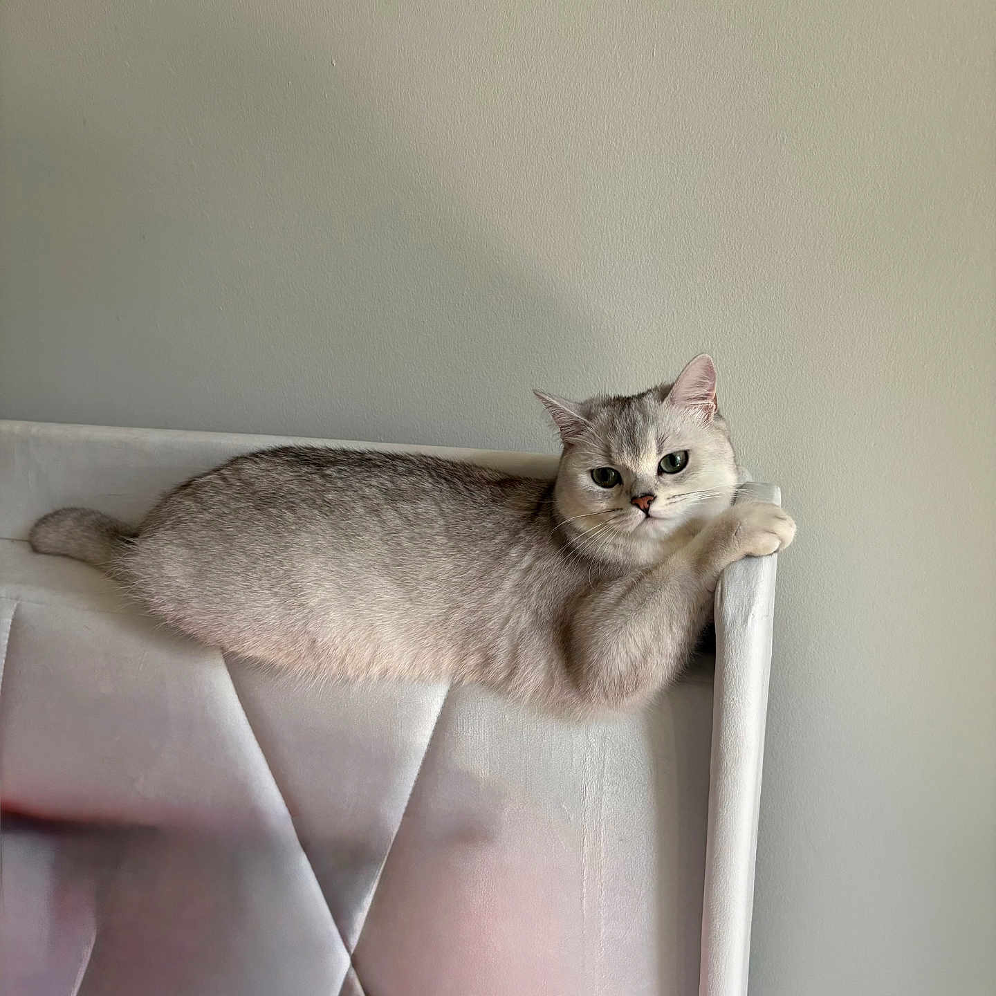 Athena is registered to the contest to win money with this photo: cat, pet, animal, feline, silver_fur, short_hair, green_eyes, whiskers, ears, paws, lounging, sitting, relaxed, portrait, indoor, chair, upholstery, pink, wall, furniture