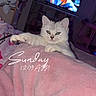 Athena is registered to the contest to win money with this photo: cat, kitten, white_fur, green_eyes, animal, pet, bed, blanket, pink_blanket, bedroom, indoors, television, night, flash_photography, portrait, lying_down, relaxed, cute, text_overlay, home