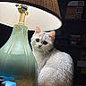 cat, kitten, silver_fur, pet, animal, portrait, indoors, lamp, lampshade, glass, table_lamp, remote_control, game_controller, sitting, whiskers, ears, eyes, home_decor, dark_background, closeup