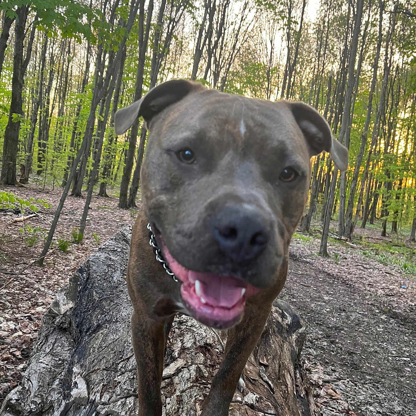 Jax joined the competition — help win amazing prizes! animal, brown_fur, canine, collar, daylight, dog, ears, forest, happy, leaves, mouth_open, nature, outdoor, pet, smile, smiling, sunset, tree_trunk, trees, woodland