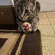 Fendi participe au concours pour gagner de l'argent avec cette photo : kitten, cat, tabby, toy, ball, indoor, floor, rug, paws, curious, closeup, pet, animal, playful, feline, striped, young, home, door, patterned