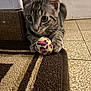 kitten, cat, tabby, toy, ball, indoor, floor, rug, paws, curious, closeup, pet, animal, playful, feline, striped, young, home, door, patterned