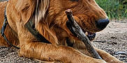 Sadie joined the competition — help win amazing prizes! dog, golden_retriever, puppy, black_dog, stick, forest, trees, outdoor, nature, gravel, play, animal, canine, pet, daylight, blue_sky, collar, ears, snout, lying_down