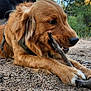 dog, golden_retriever, puppy, black_dog, stick, forest, trees, outdoor, nature, gravel, play, animal, canine, pet, daylight, blue_sky, collar, ears, snout, lying_down