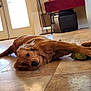 dog, golden_retriever, toy, plush_toy, floor, tile_floor, indoor, living_room, furniture, couch, door, sunlight, pet, animal, relaxed, paws, brown_dog, home, resting, domestic_animal
